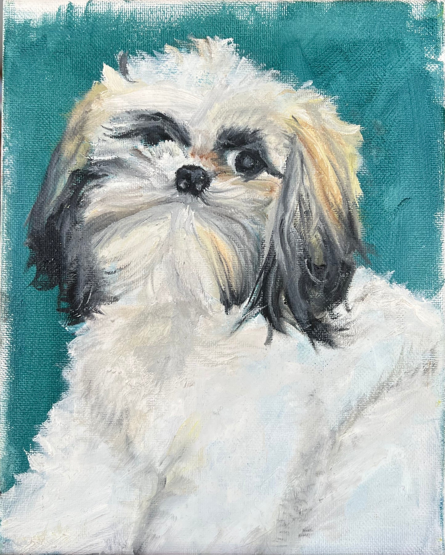 Shih-Tzu